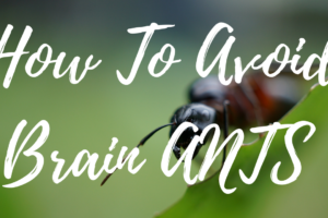 VIDEO: How To Avoid Brain ANTs