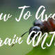 VIDEO: How To Avoid Brain ANTs